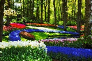 королевский парк тюльпанов в Голландии